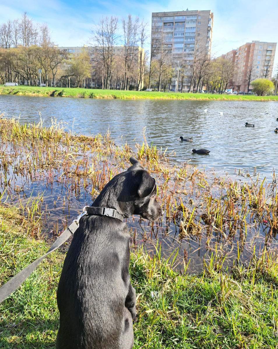У Сэма утренняя медитация с уточками. Фото из личного архива автора. 