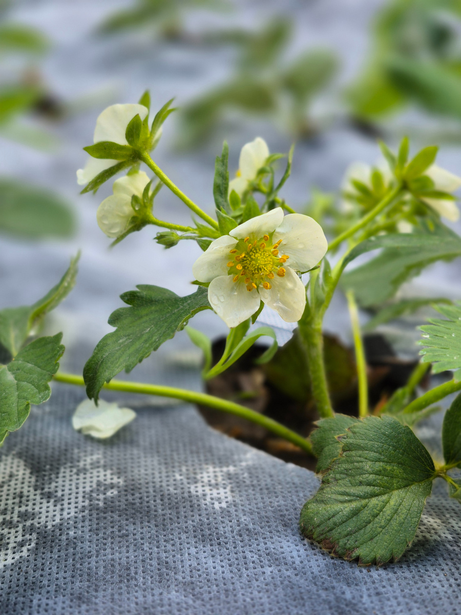 Клубника цветет.