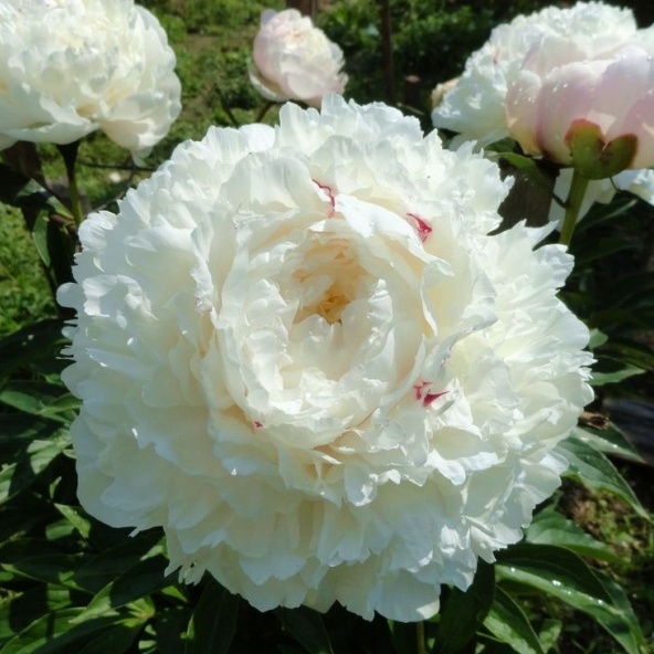 Фото: пион Мари Лемуан