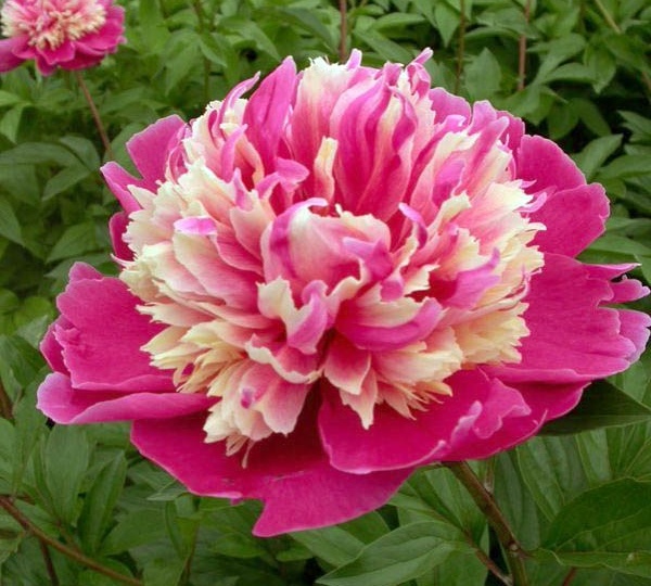 Почему не цветут пионы и как вернуть пышное цветение