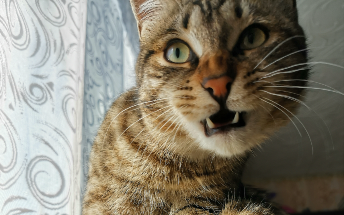 Не сожру, так надкусаю