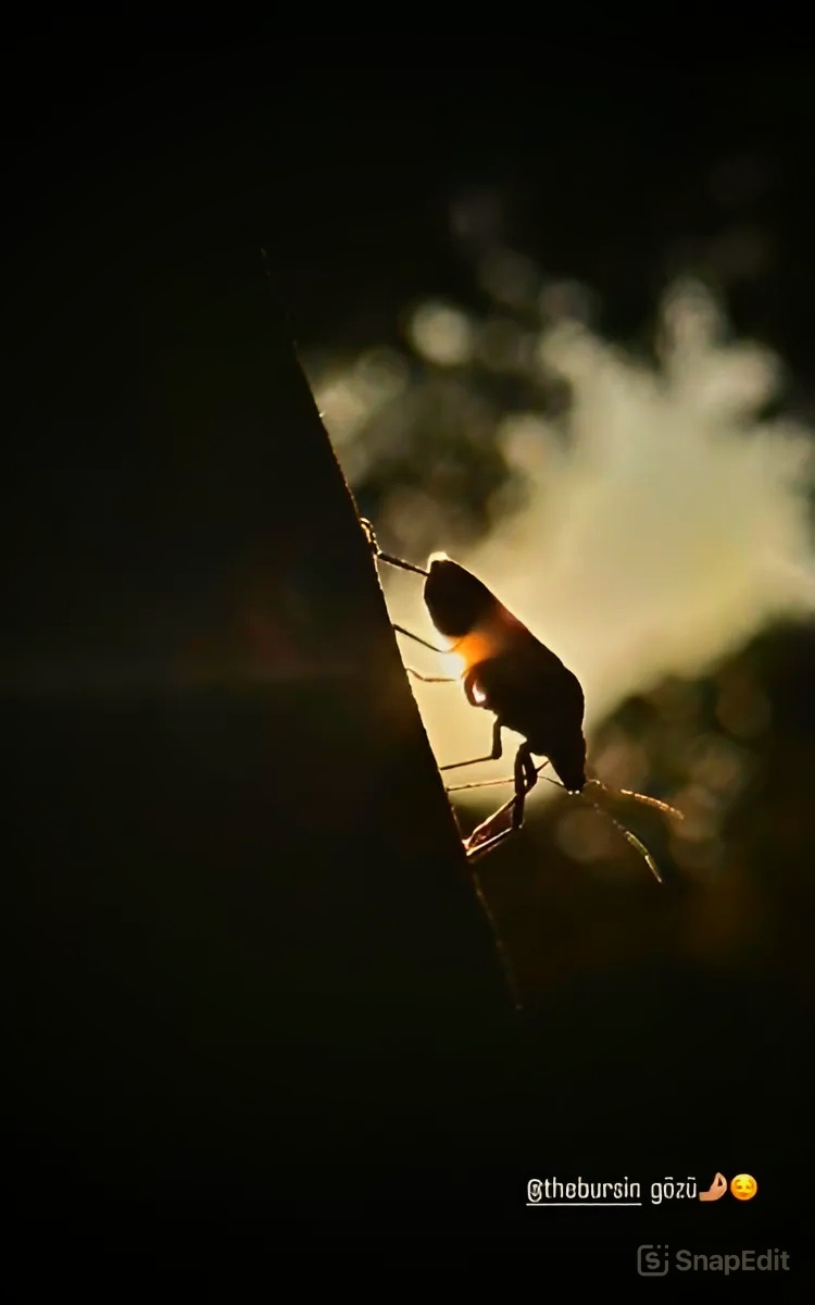 Фото Керема Бюрсина, которым поделилась Хафсанур в инстаграм. Июль 2023