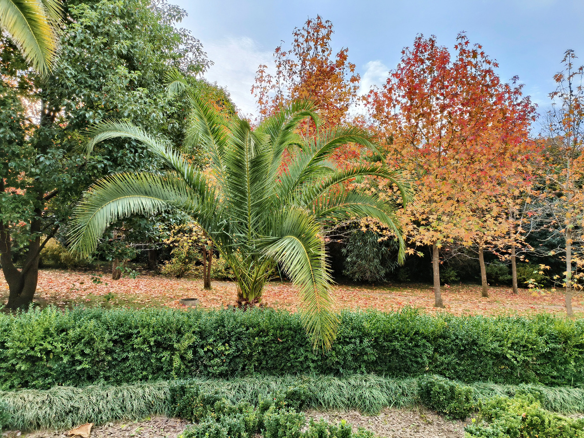 "Самшитовая роща"