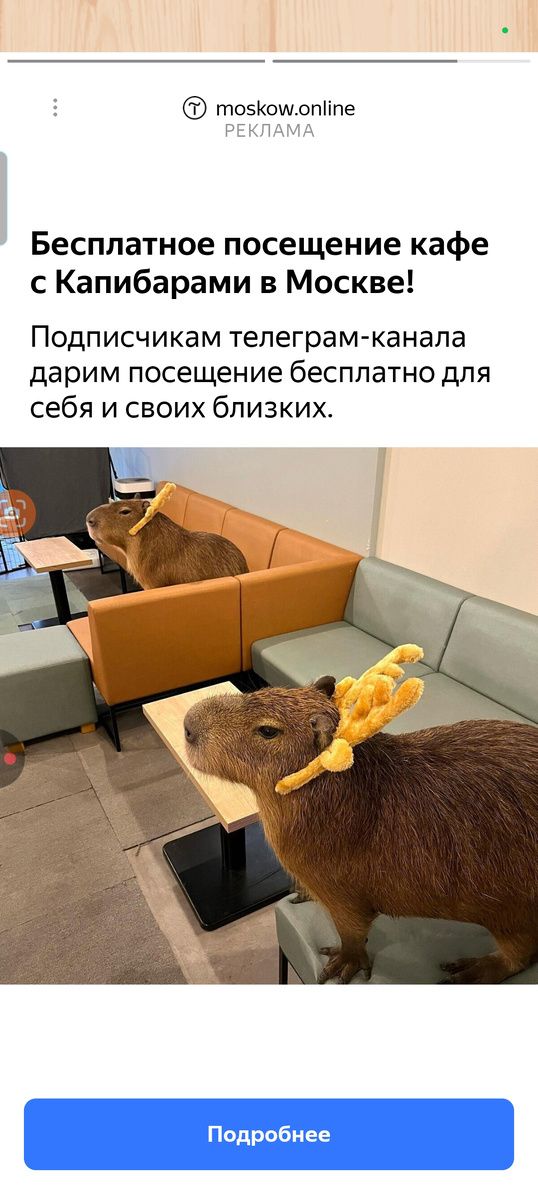 Это посещение в кафе с Капибарами!!! В Москве!!! 