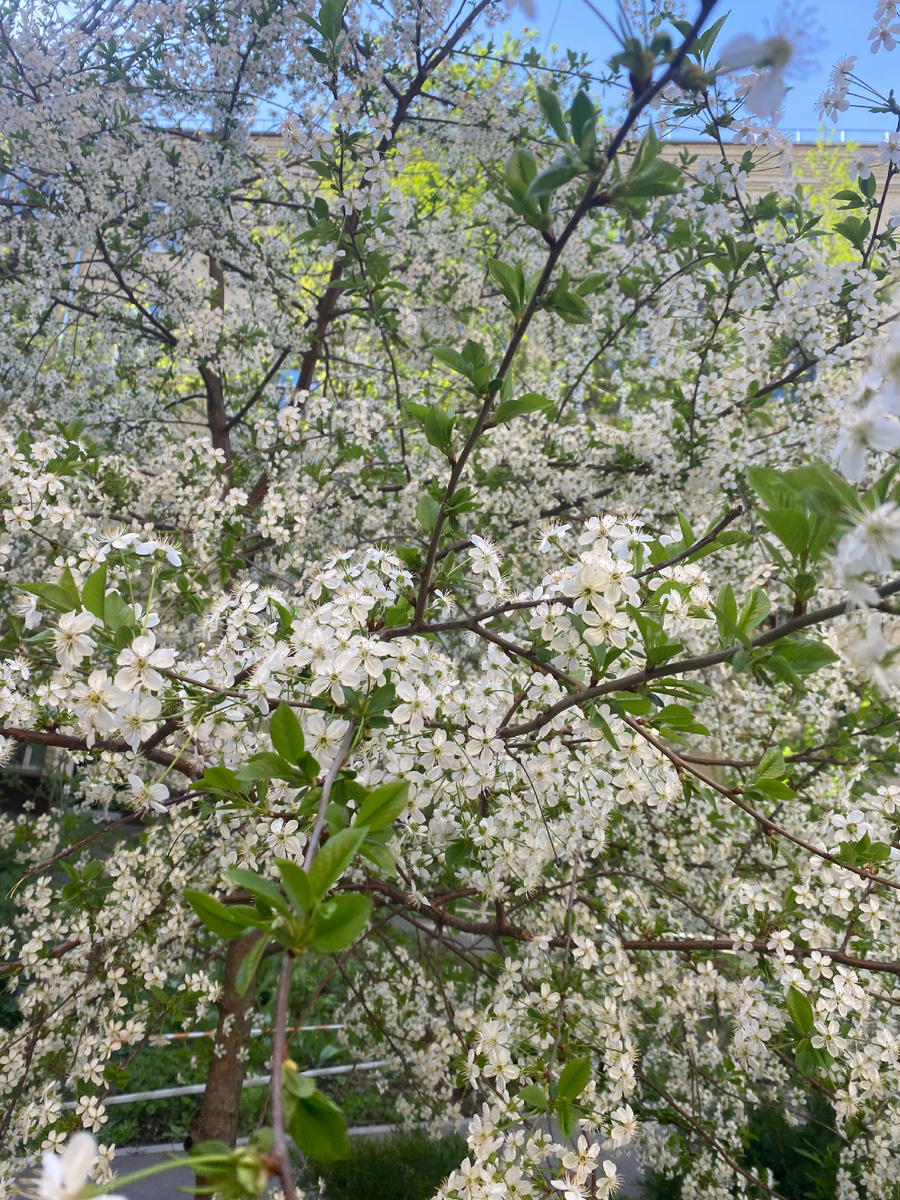 Все цветет и пахнет
