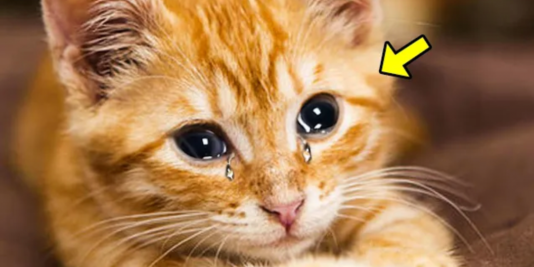 Брошенный котенок не перестает плакать. Девушка отвезла его к ветеринару и обнаружила немыслимое