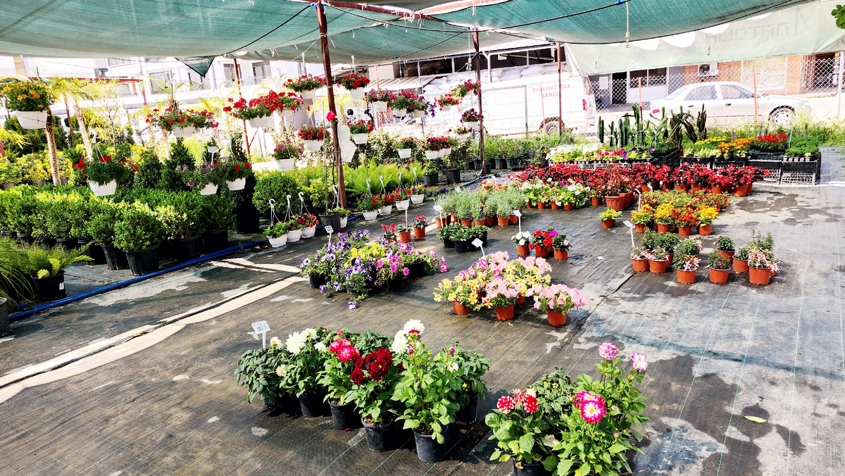 Это магазин. Слева крупные растения для озелениния придомой территории. Там нет ценников, если спрашивать, то озвучивают большую цифру на турецком. Смысла там что-то обзирать нет. А вот цветочки с ценниками