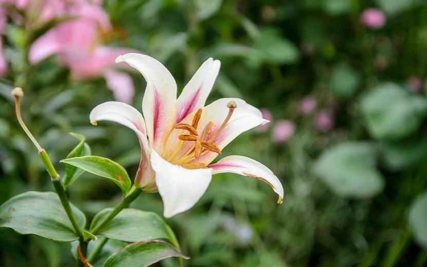  Заморозки легко уничтожают все труды, если их не учитывать. Фото: архив редакции