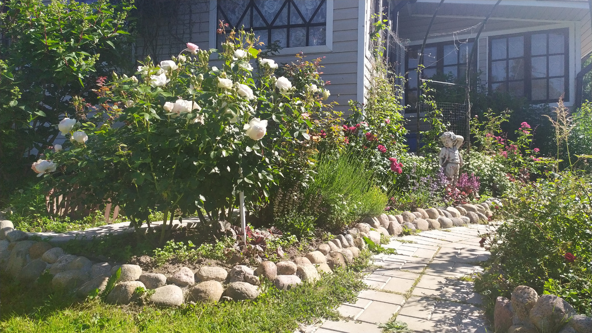 розы в моëм саду. 