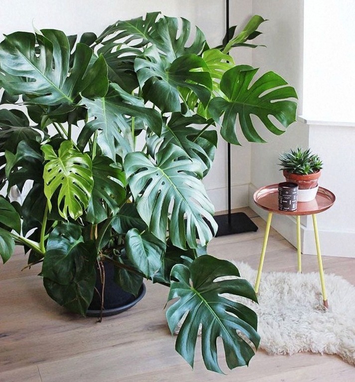 Мир растений делает пространство живым