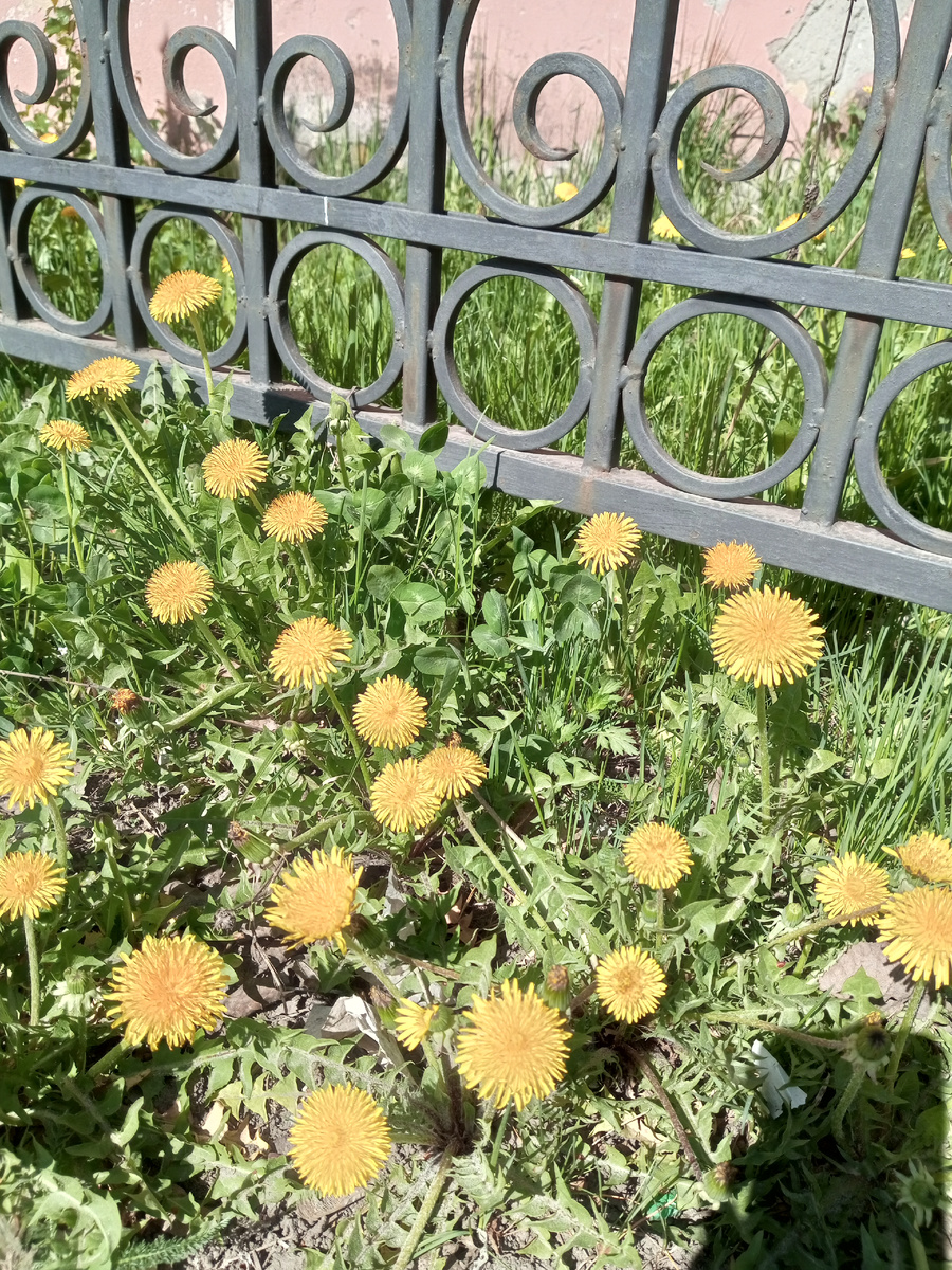 Утреннее лирическое