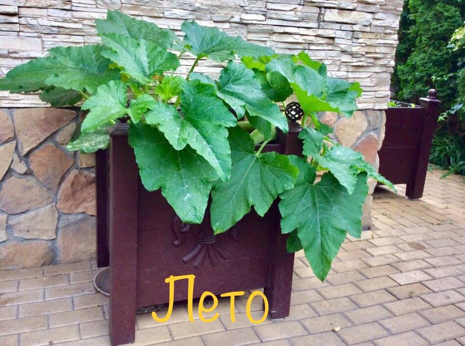 Фото: https://t.me/dom_sad_dekor