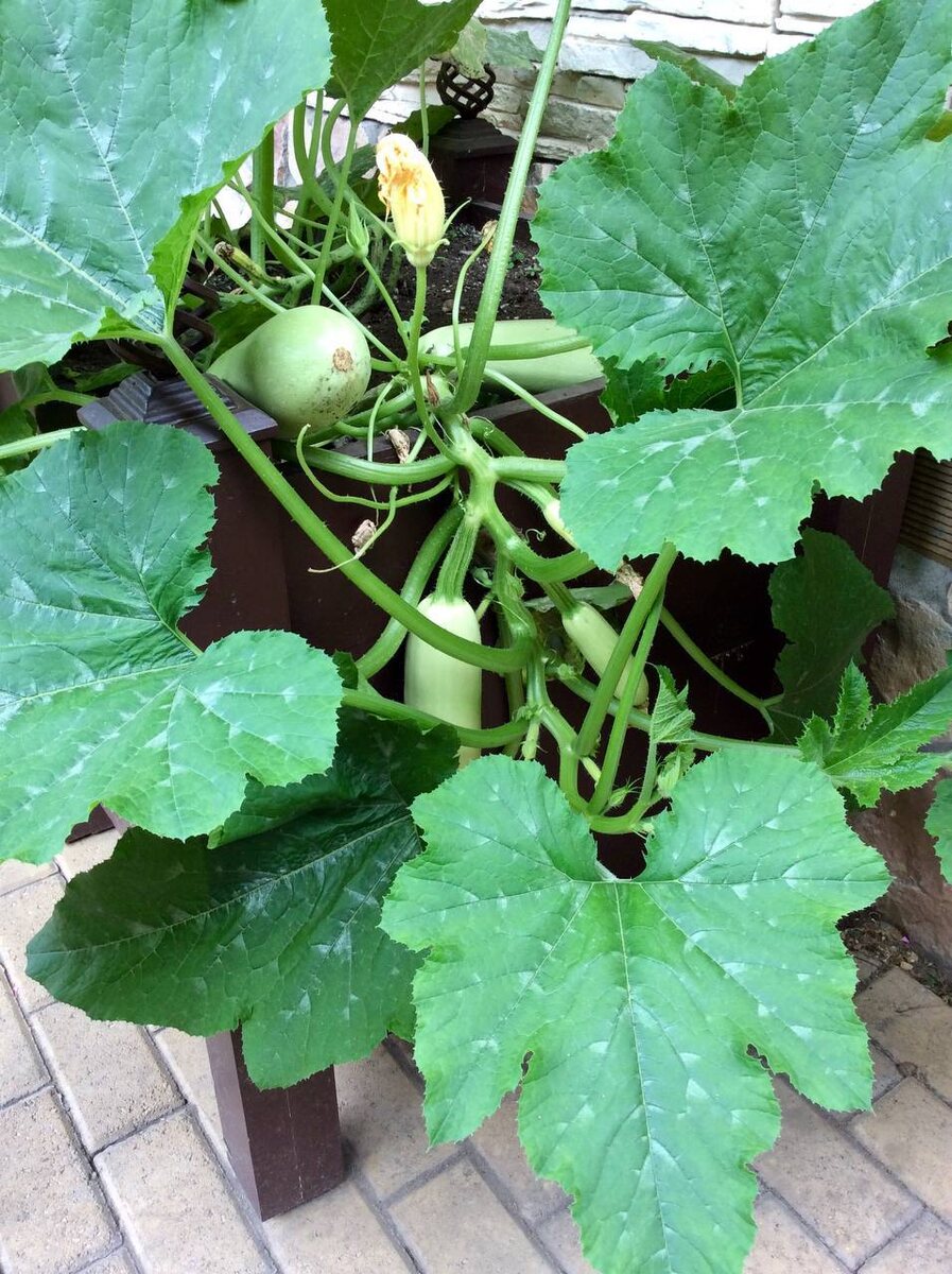 Фото: https://t.me/dom_sad_dekor