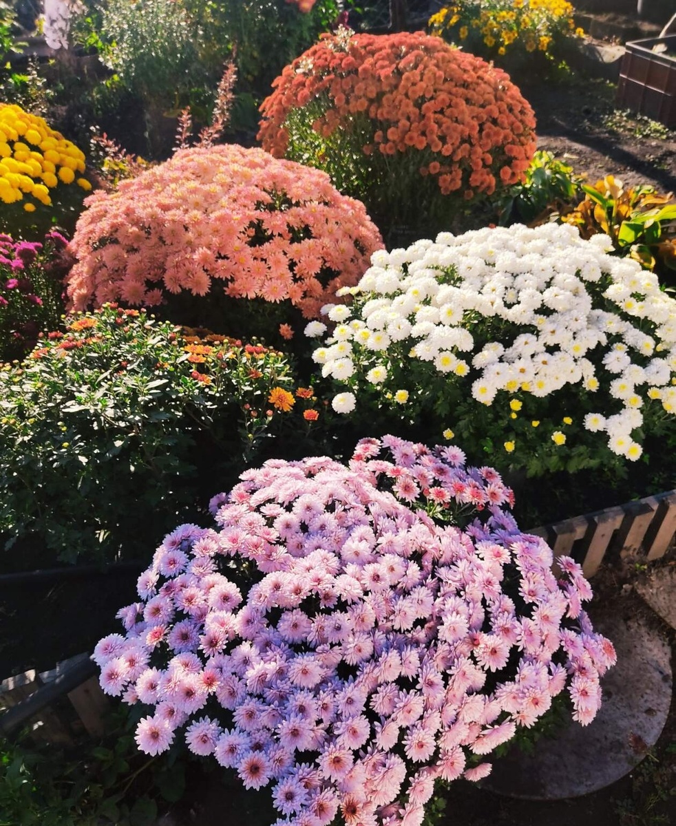 Мультифлора в кашпо . Сентябрь.