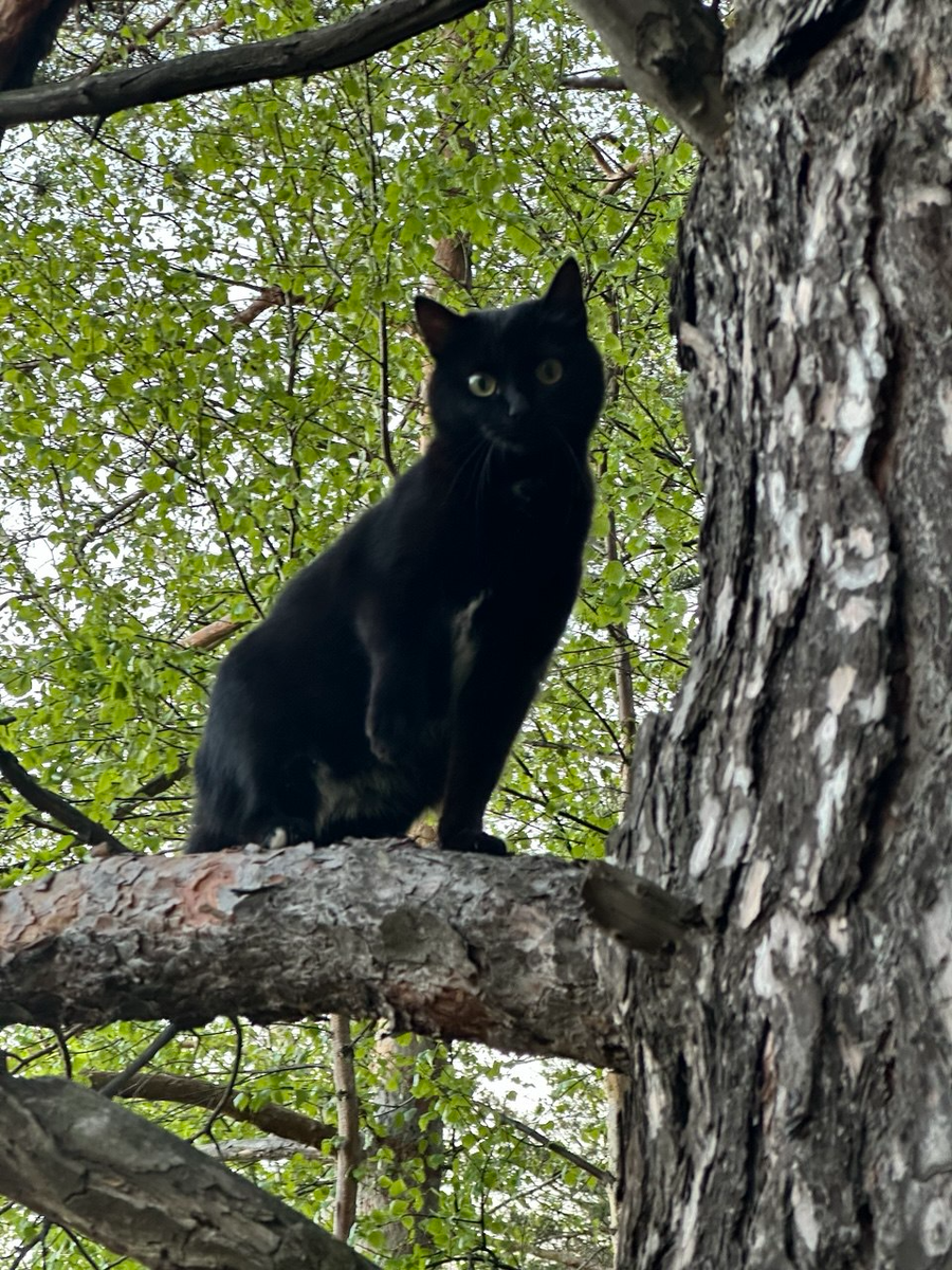 Евдокия Южноквартальская, королева лесов.
