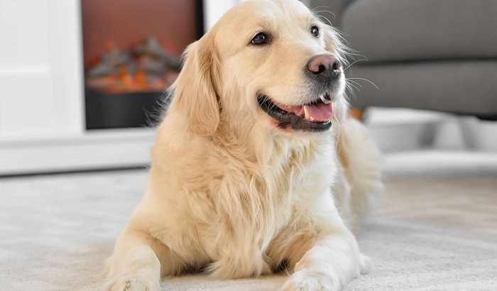    Ученые раскрыли уникальную социальную роль собак в жизни человека