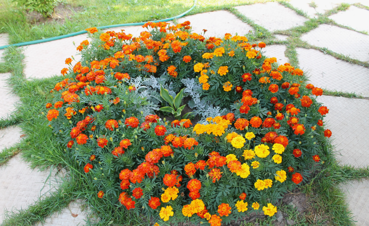Бархатцы на клумбе
