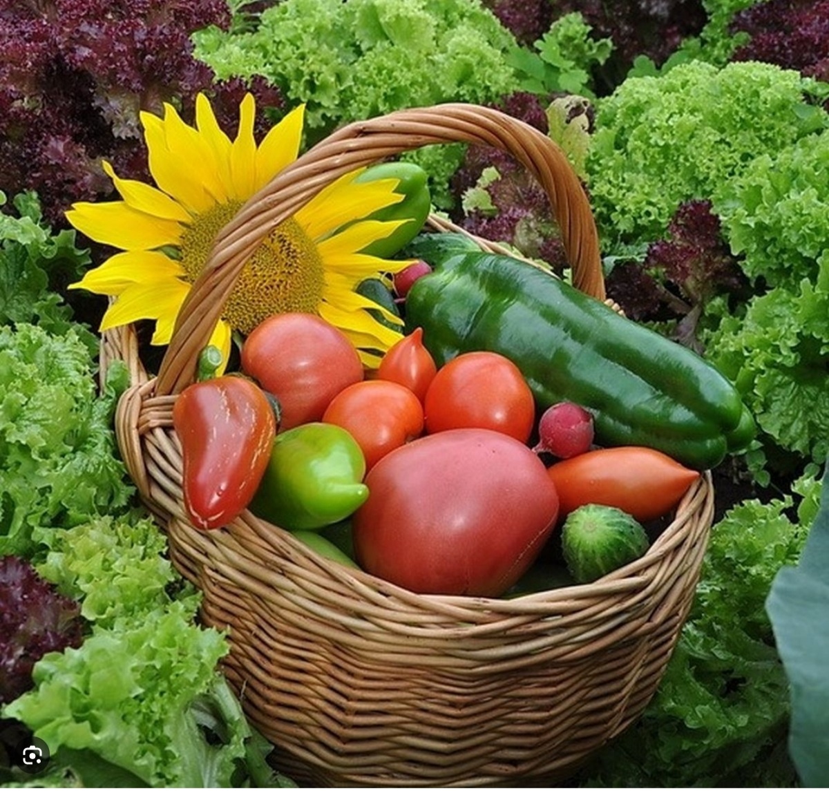 Овощная корзина
