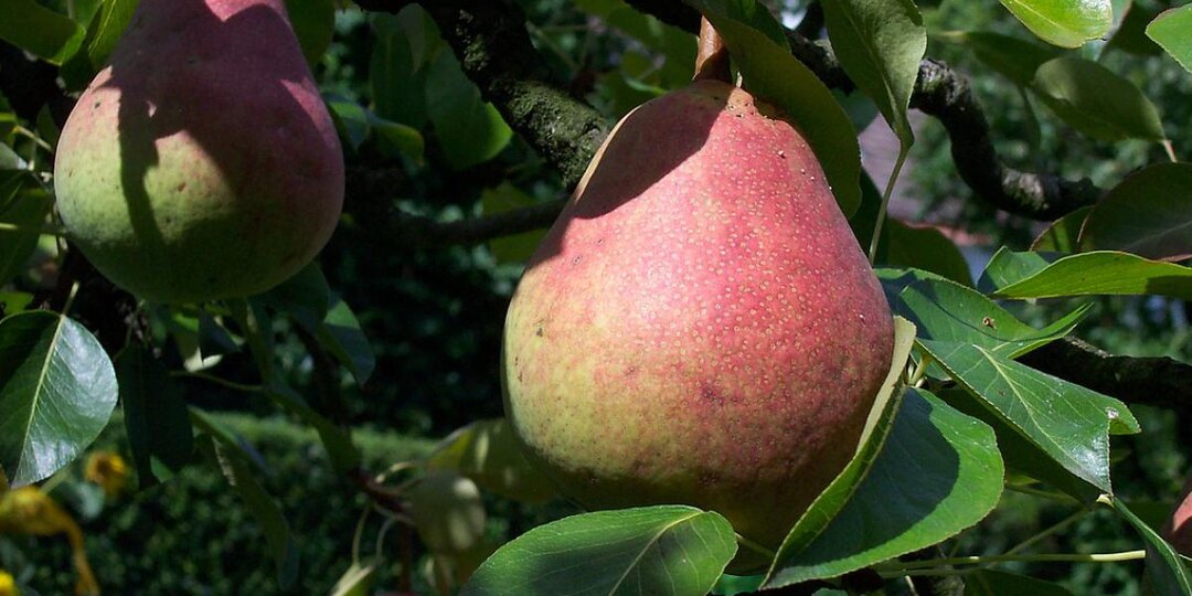 Соседка закапывает что-то под деревом — и собирает больше груш, чем успевает съесть