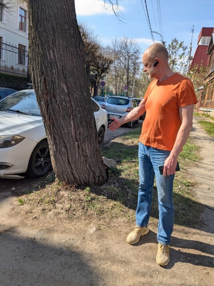    По словам нашего читатели Павла, липа вот-вот упадёт или на головы прохожих, или на припаркованные рядом машины. Фото: АиФ-Рязань