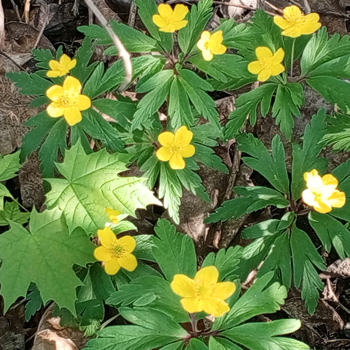 Вчера поймала в кадр