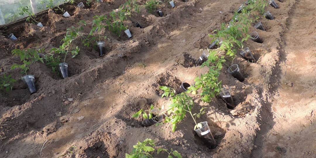 Что добавить в лунку при посадке огурцов, томатов и сладкого перца: экономный вариант с достойным результатом