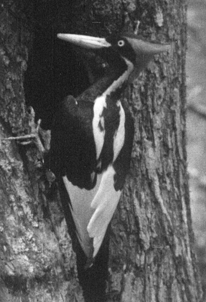 Белоклювый дятел (Campephilus principalis) в 1932 году.