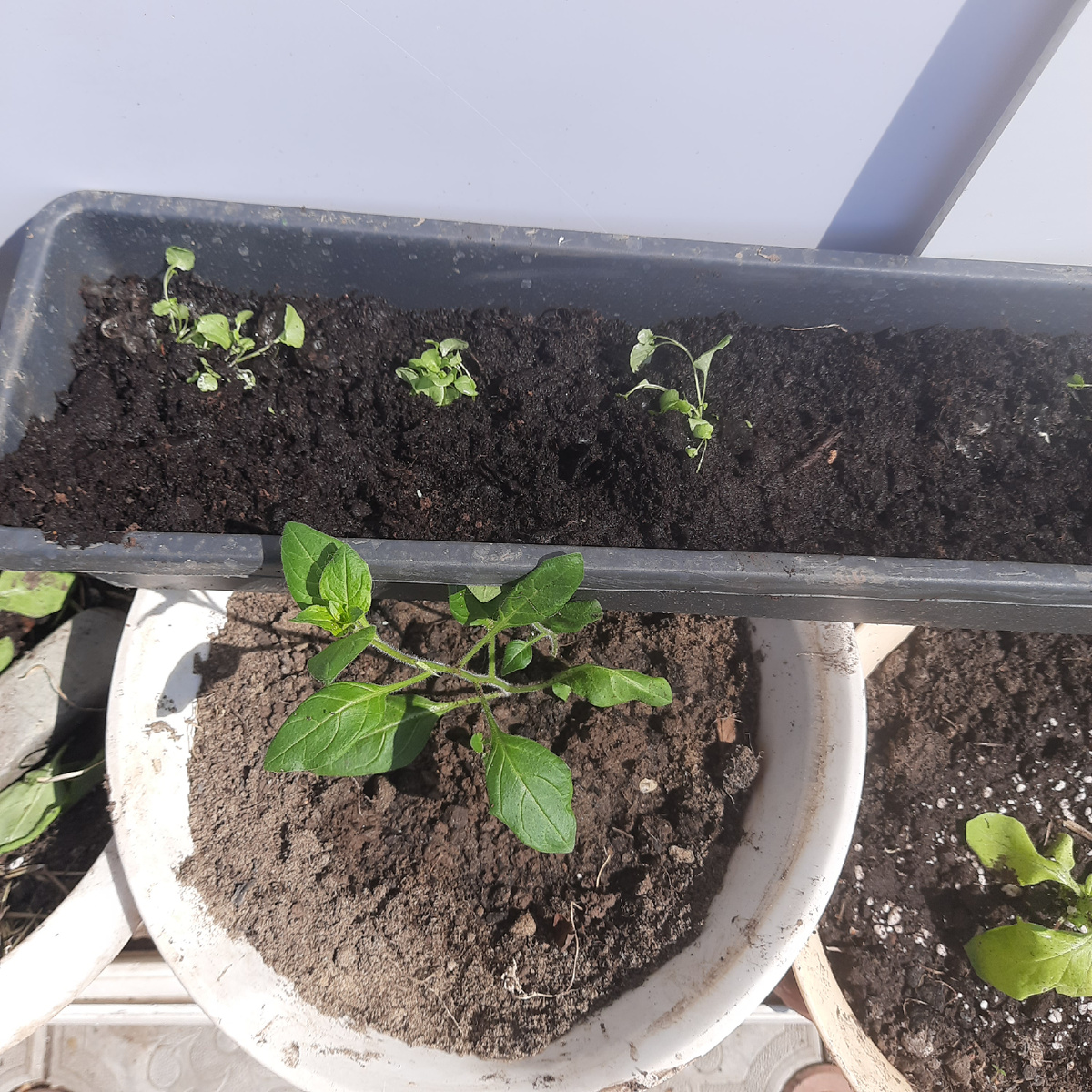 Вверху лобелии на ПМЖ