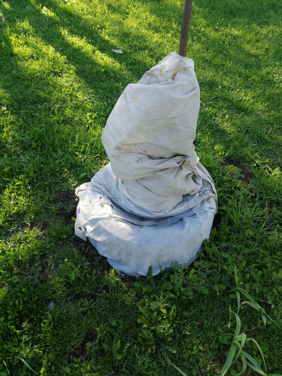 Туя Смарагд