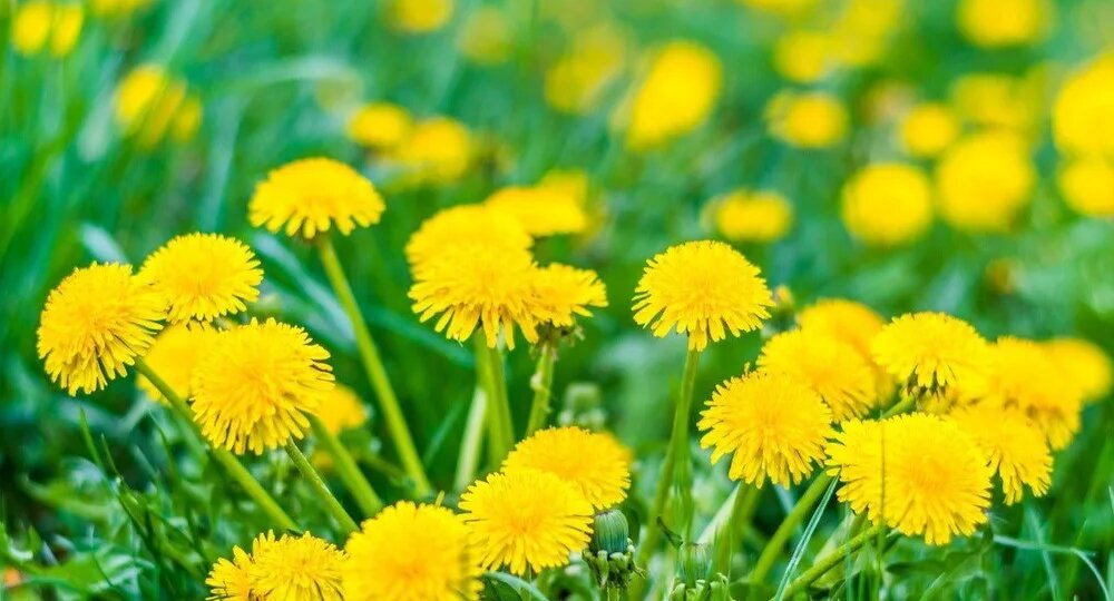 Польза одуванчика для здоровья человека