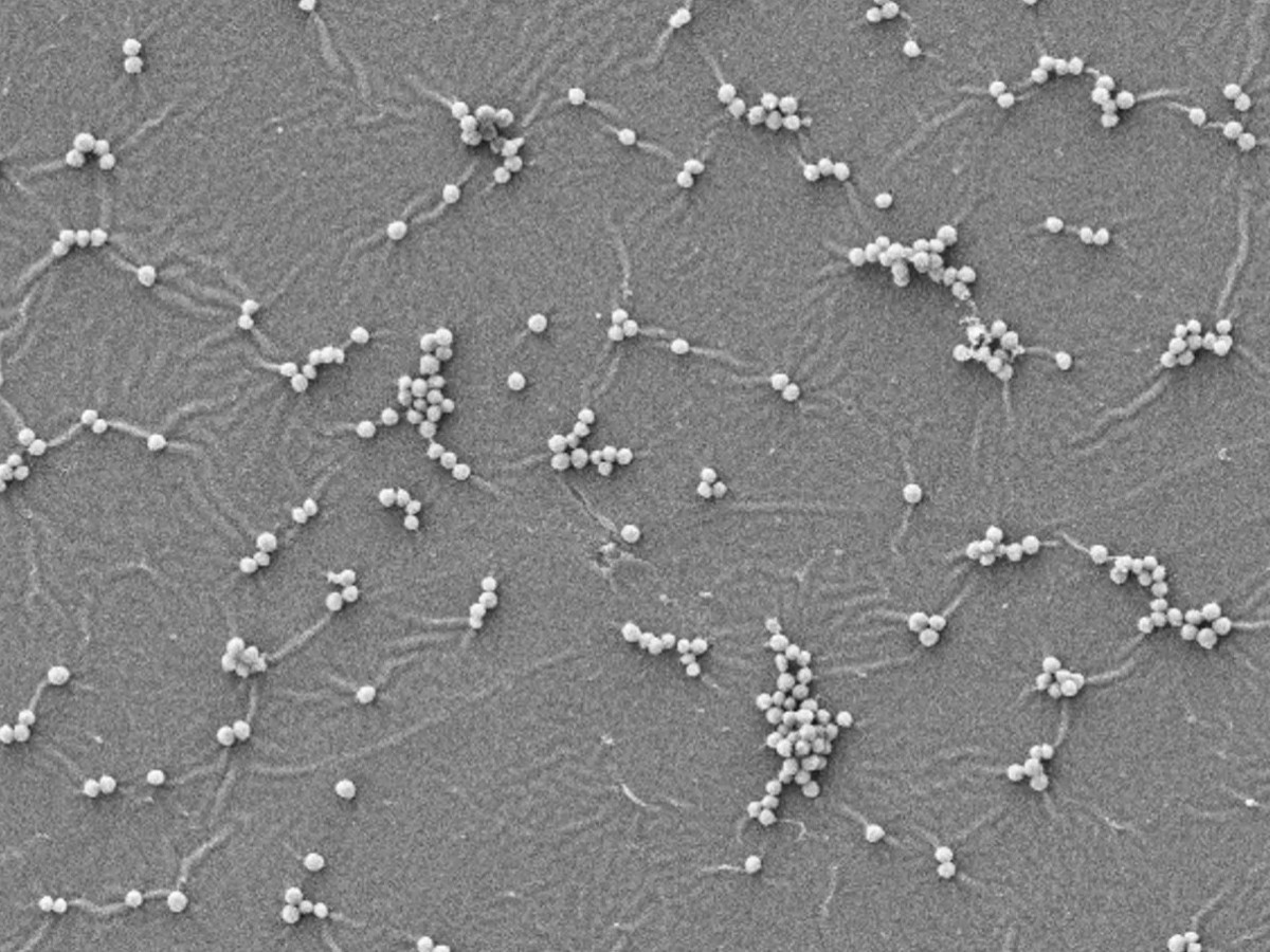    Создана антимикробная краска для уничтожения бактерий