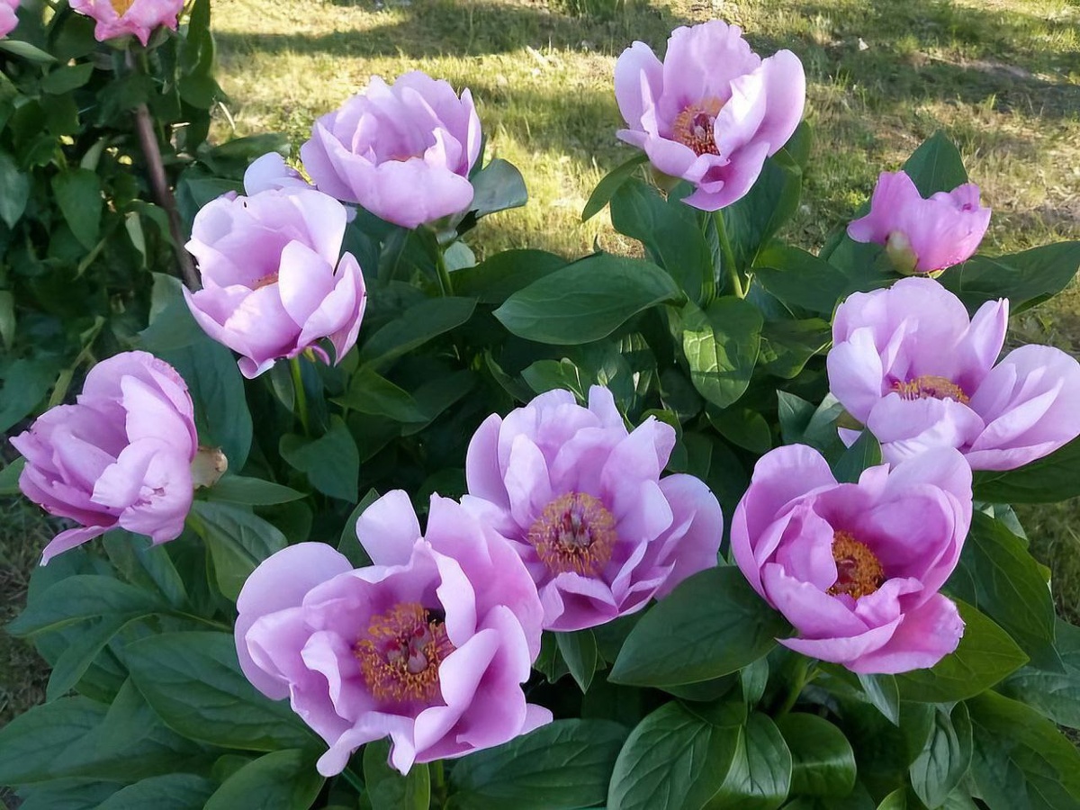 Пион "May Lilac". Селекционер Сондерс (США, 1950)