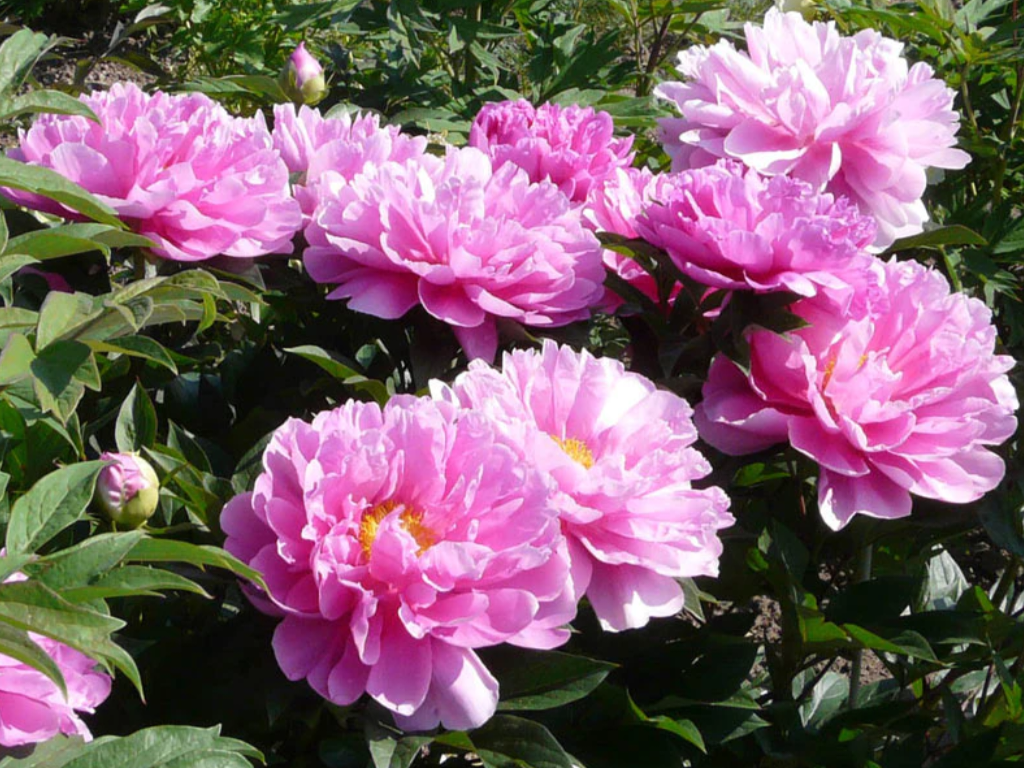 Пион "Impossible Dream". Селекционер Smith (США, 2004)