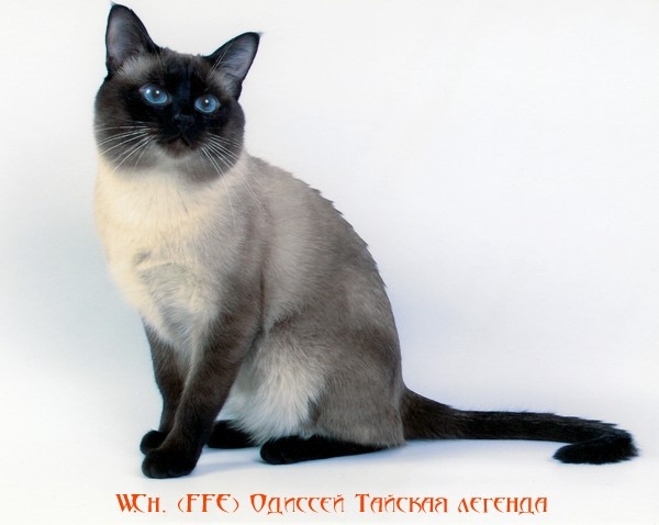 Яркий представитель тайской породы - и никакой тебе аллергии