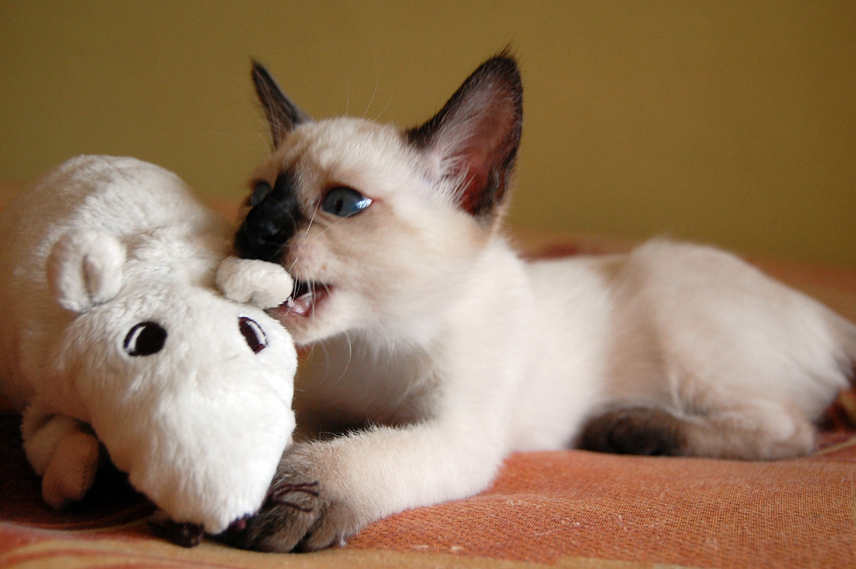 Эй, друг, ты слышал что-нибудь про аллергию у кошек?