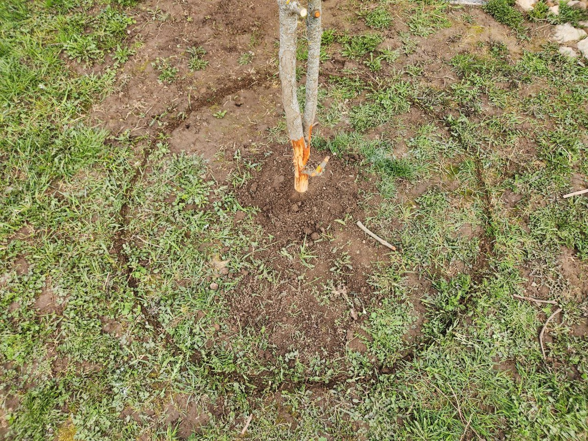 Намечаю круг для клумбы