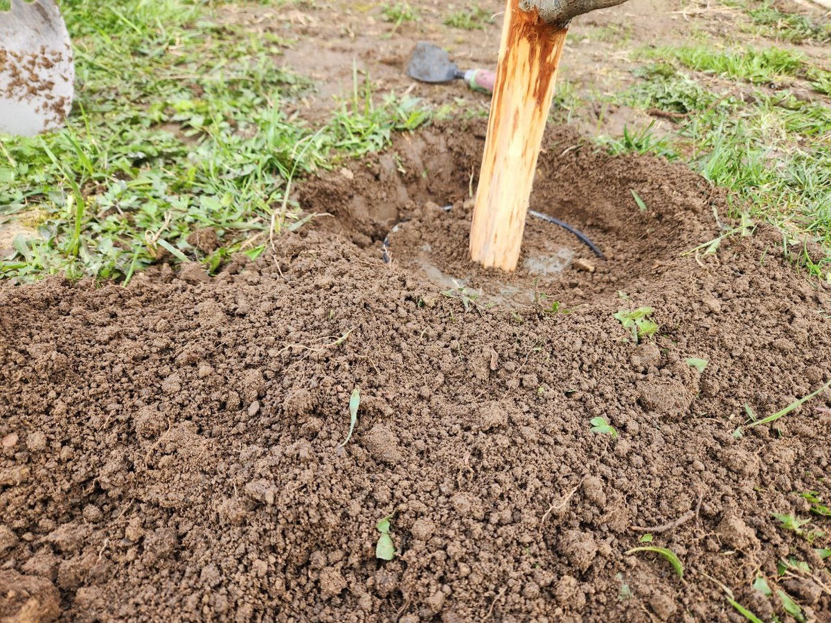 Забетонированное ведро с деревом в земле