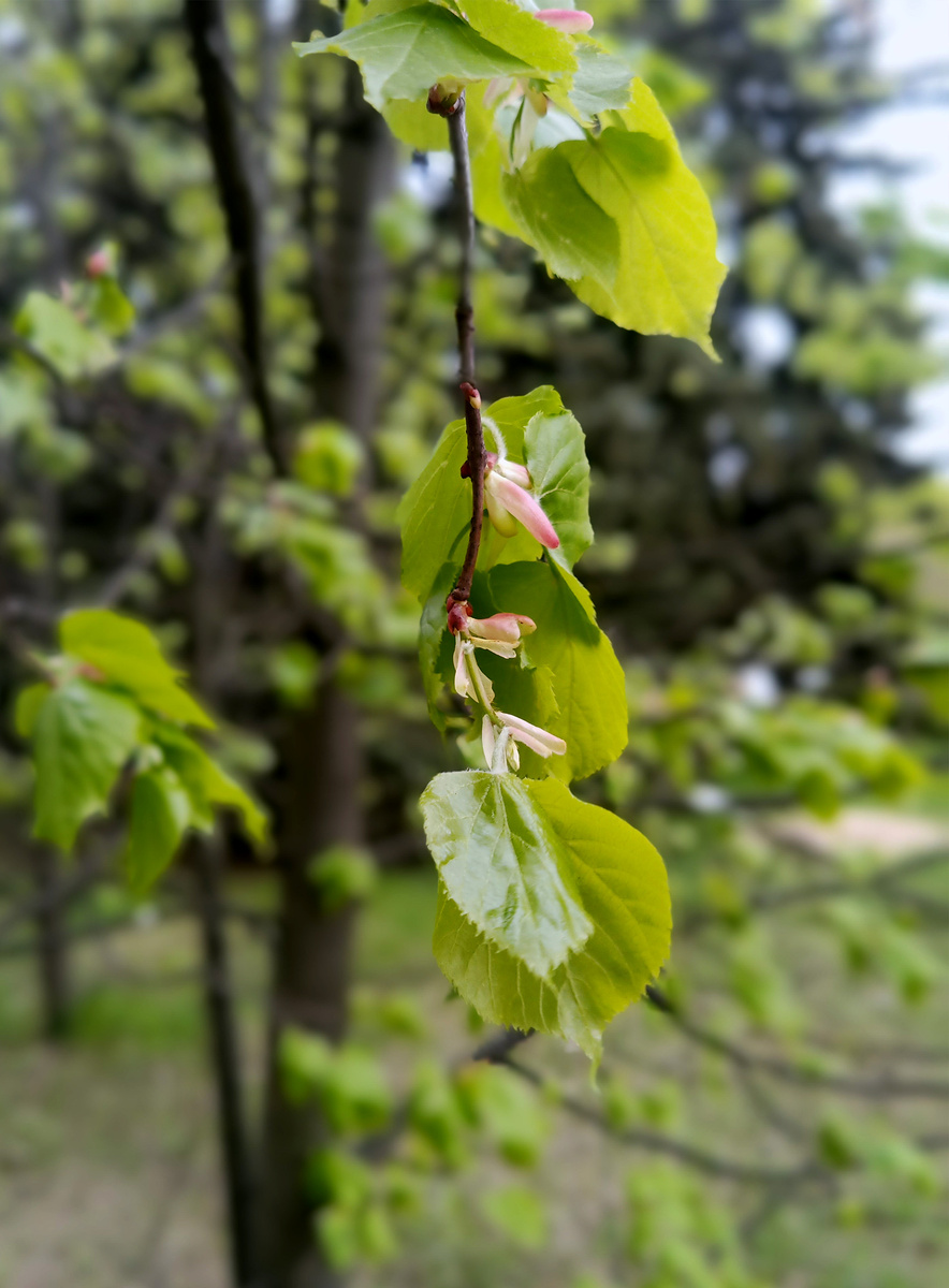 Королёв, МО. Россия.