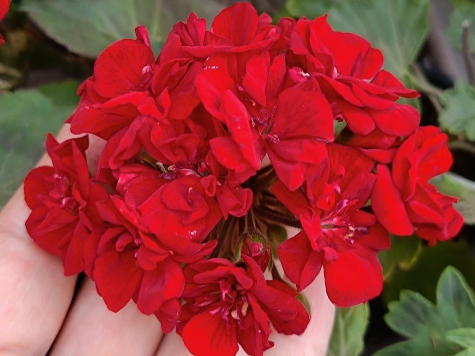 Odensjo Madam Bovari 