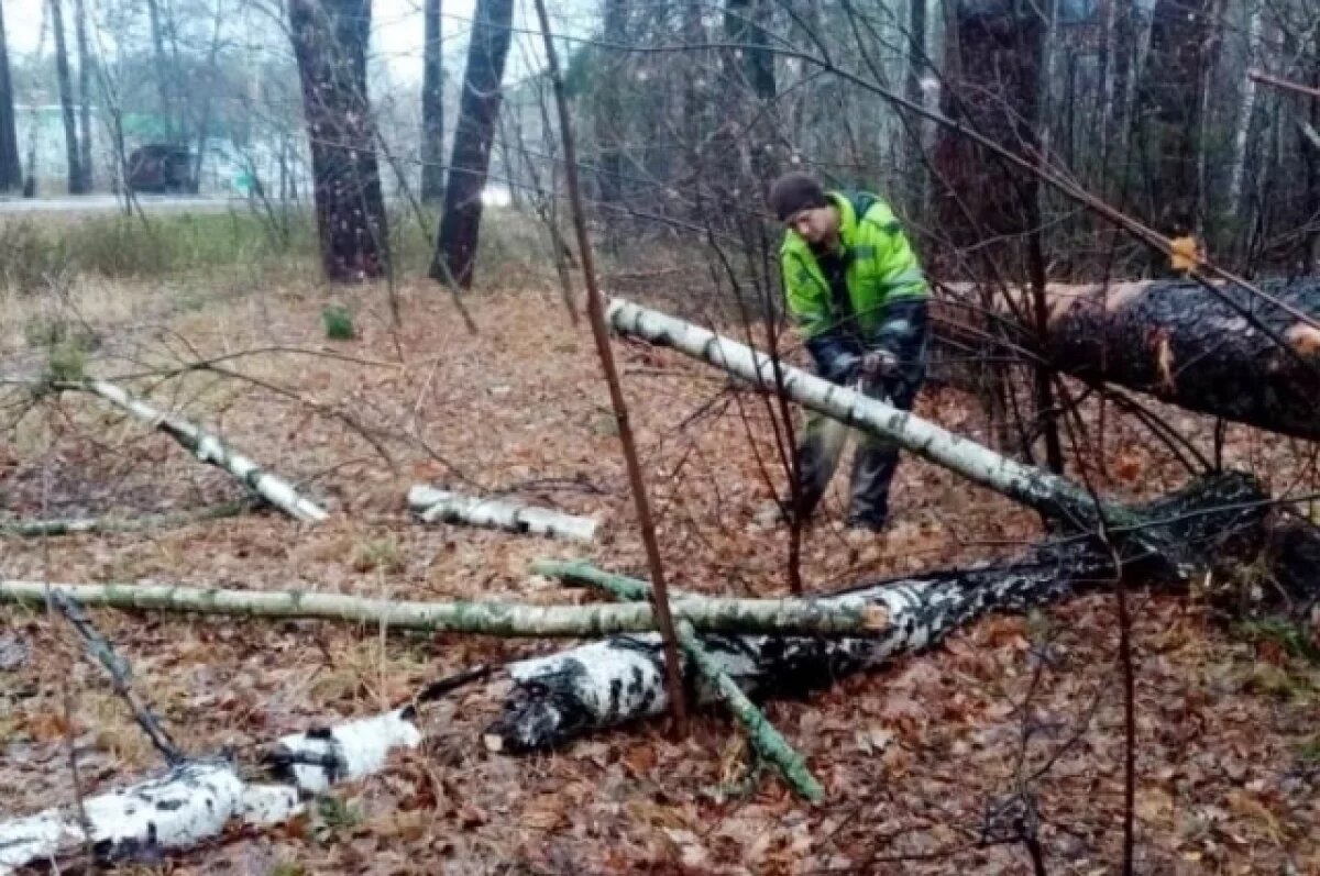    2,5 тыс. аварийных деревьев спилили в Пензе в 2024 году