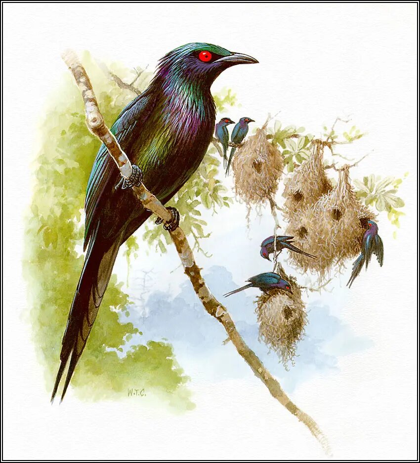 Aplonis metallica (Металлический Аплонис)