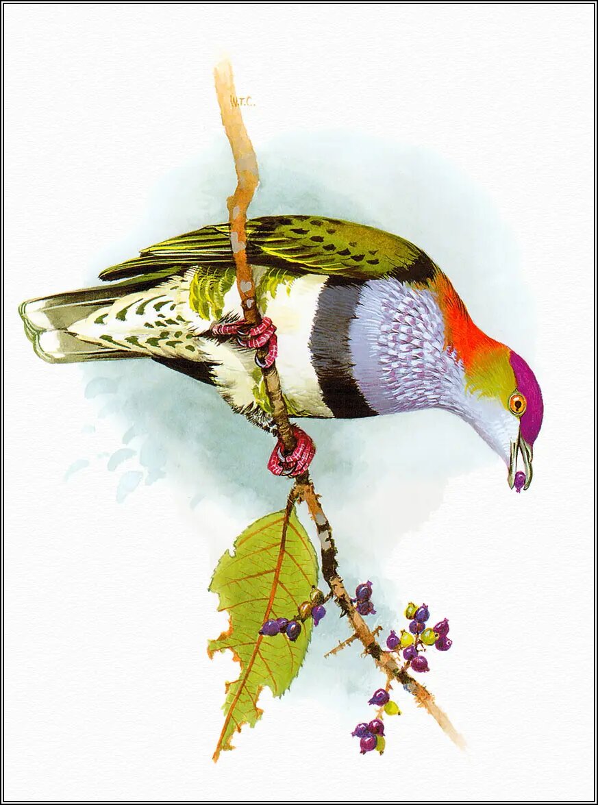 Ptilinopus superbus (Великолепный Пёстрый Голубь)