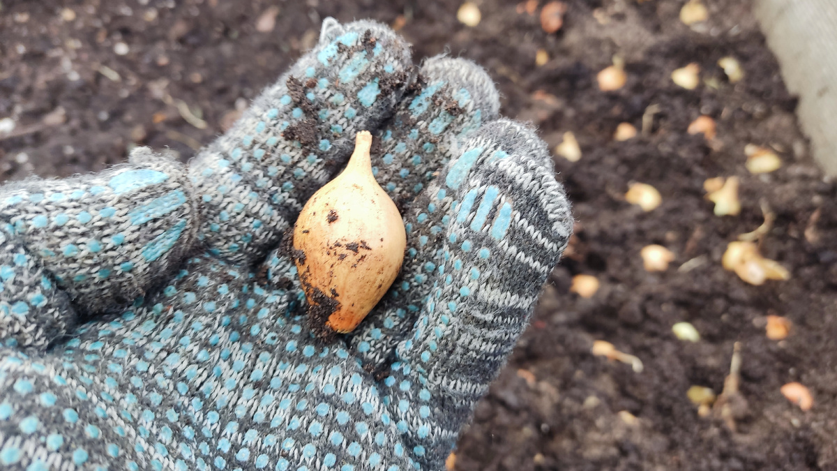 Лук - это достаточно холодостойкая культура. В средней полосе можно начать посадку лука очень рано.