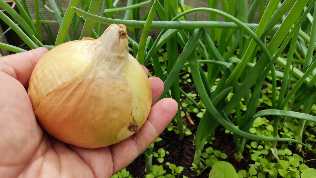 Что я добавляю в землю для хорошего урожая лука? Как вырастить лук с кулак? Все это вы сегодня узнаете в этой статье.