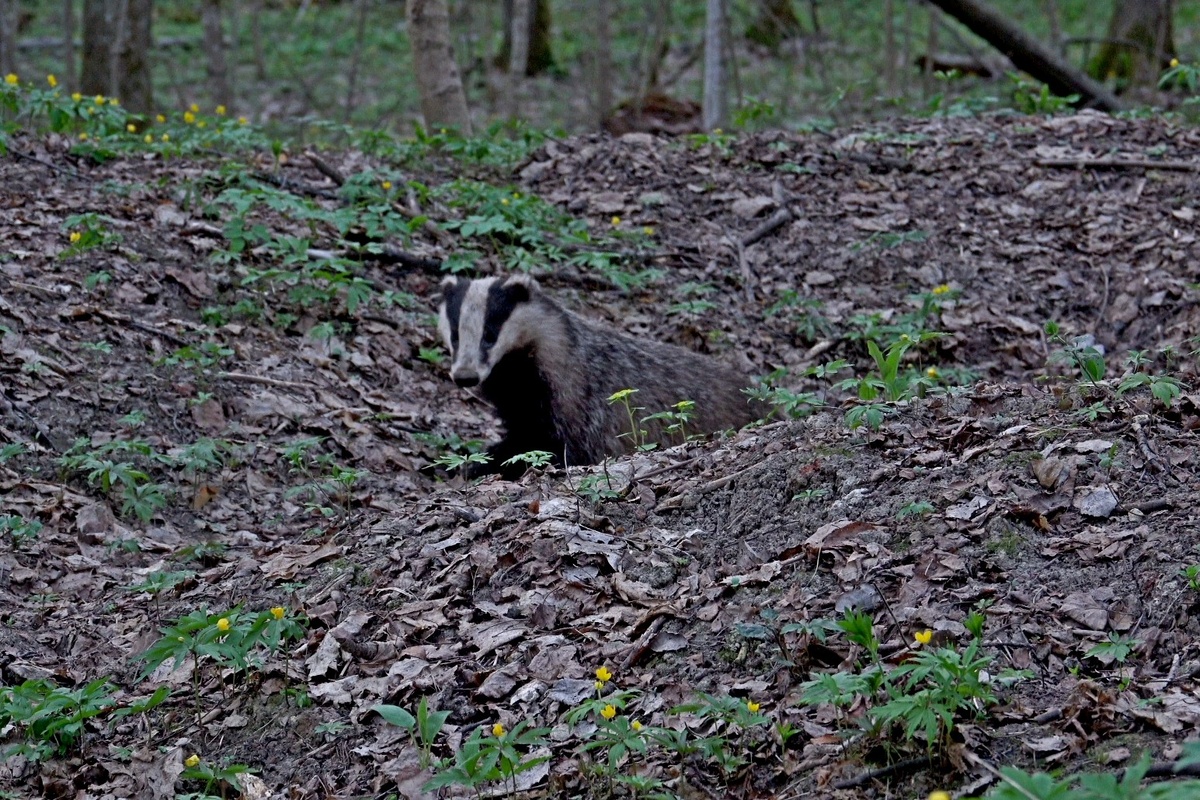 Барсук смотрит в мою сторону и оценивает, насколько это опасно...