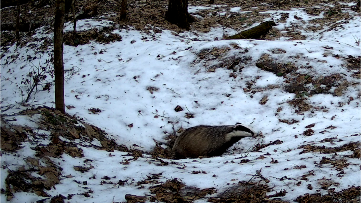 Первый выход барсуков в январе...