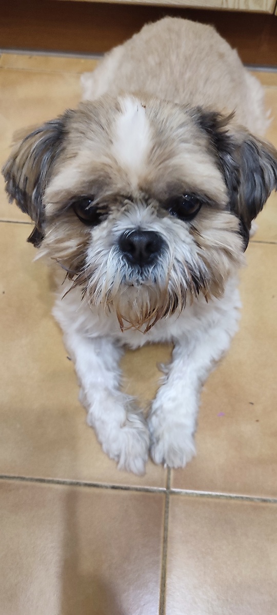 Персей. Пес Ши-тцу. 8 лет.