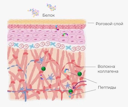 Иллюстрация взята из открытого интернет-источника