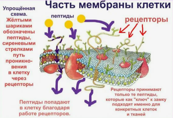 Иллюстрация взята из открытого интернет-источника