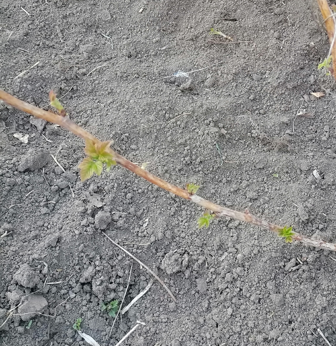 Обычная малина ещё спит, а ремонтантная уже листики распускает.